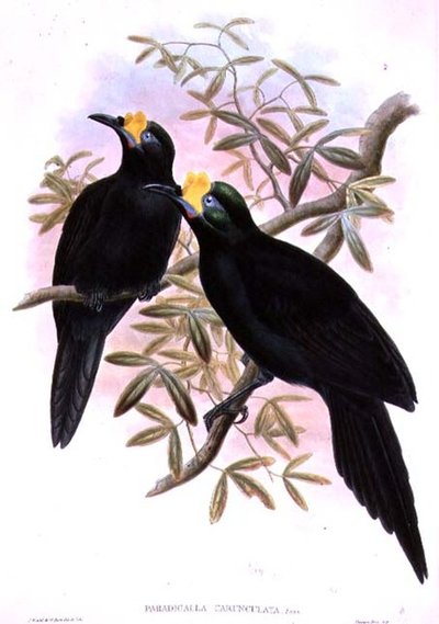 Paradigalla Carunculata av John and Hart, William Gould