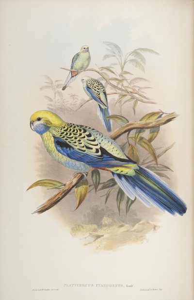 Platycerus cyanogenus, fra The Birds of Australia av John Gould, 1840 av John and Richter Gould