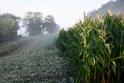 Goodwood Estate i West Sussex, Storbritannia, 2019 (bilde) av Jon Nicholson