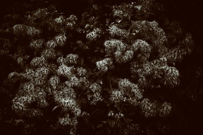 Goodwood Estate i West Sussex, Storbritannia, 2019 (bilde) av Jon Nicholson