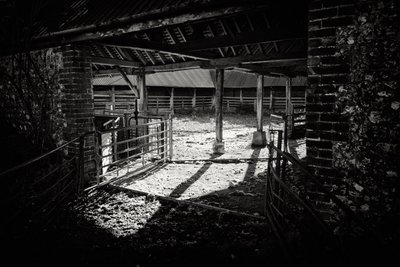 Goodwood Estate i West Sussex, Storbritannia, 2019 (bilde) av Jon Nicholson