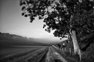 Goodwood Estate i West Sussex, Storbritannia, 2019 (bilde) av Jon Nicholson