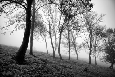 Goodwood Estate i West Sussex, Storbritannia, 2019 (bilde) av Jon Nicholson