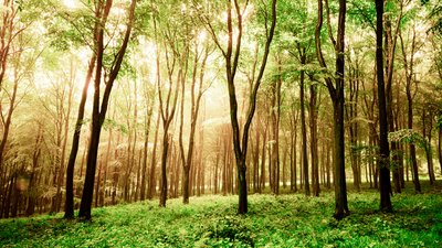 Goodwood Estate i West Sussex, Storbritannia, 2020 (bilde) av Jon Nicholson