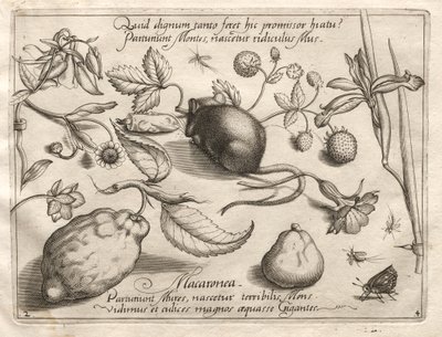 Arketyper og studier: Hva kan dukke opp i tråd med et slikt huleløft, 1592. av Joris Hoefnagel