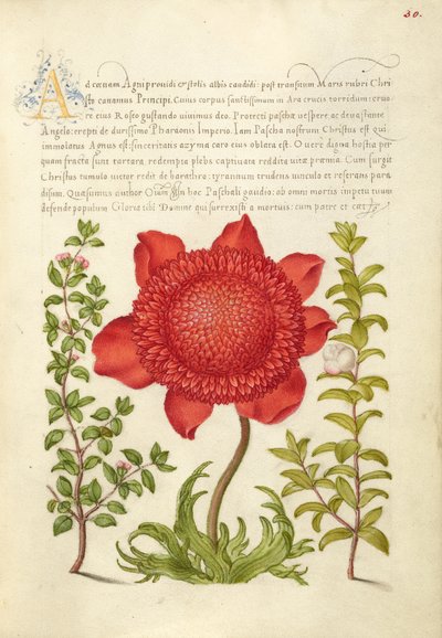  av Joris Hoefnagel