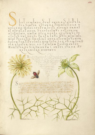  av Joris Hoefnagel
