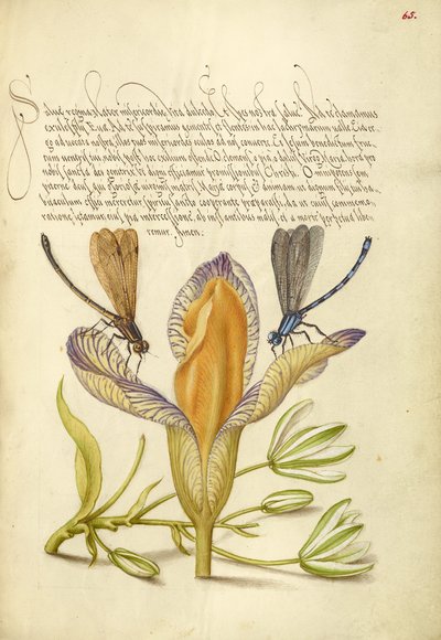  av Joris Hoefnagel