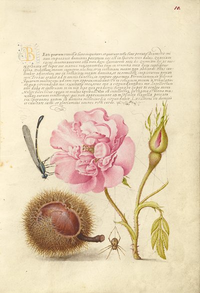  av Joris Hoefnagel