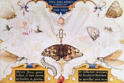 Diptyk med blomster og insekter, 1591 (maruflasje og pergament på panel) av Joris Hoefnagel