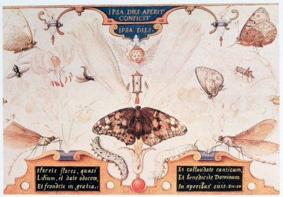 Diptyk med blomster og insekter, 1591. av Joris Hoefnagel