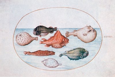 Fisk, 1500-tallet av Joris Hoefnagel