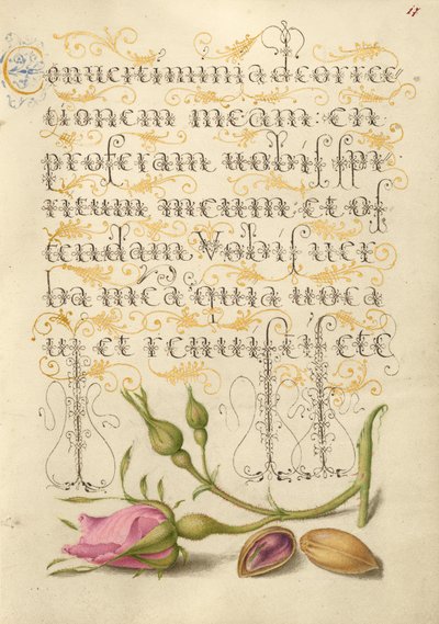  av Joris Hoefnagel