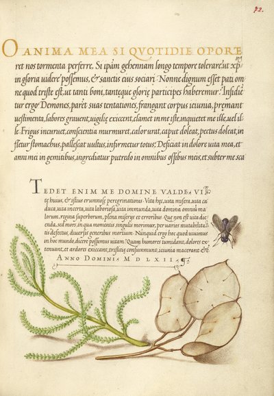  av Joris Hoefnagel