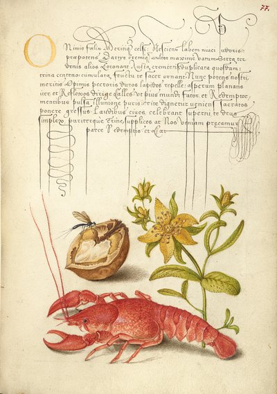  av Joris Hoefnagel