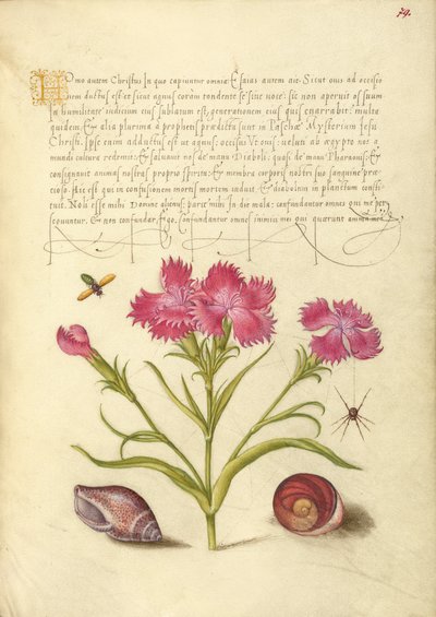  av Joris Hoefnagel