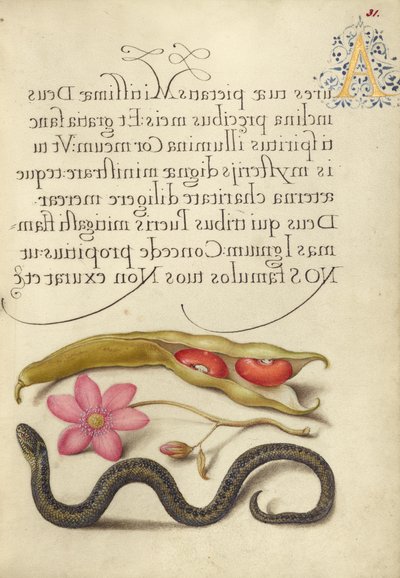  av Joris Hoefnagel