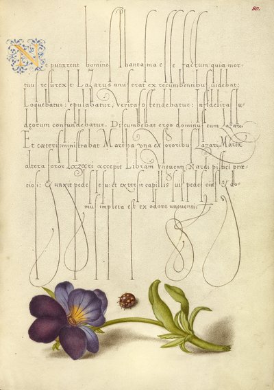  av Joris Hoefnagel