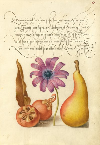  av Joris Hoefnagel