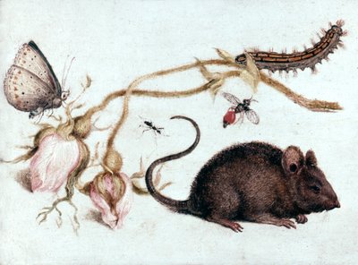 Mus, blomst og insekt, 1500-tallet. av Joris Hoefnagel