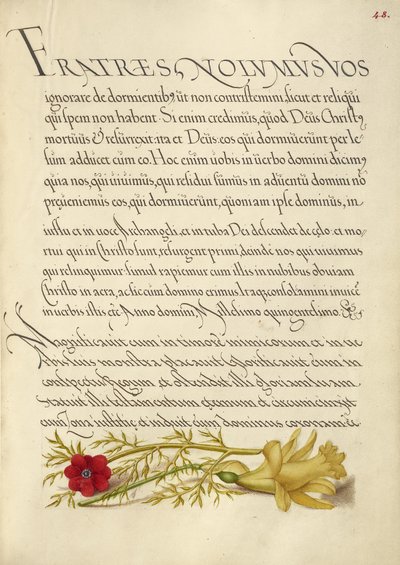  av Joris Hoefnagel