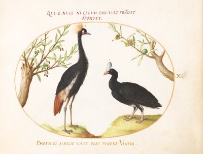Plate 10: Grey Crowned Crane og Helmeted Curassow av Joris Hoefnagel