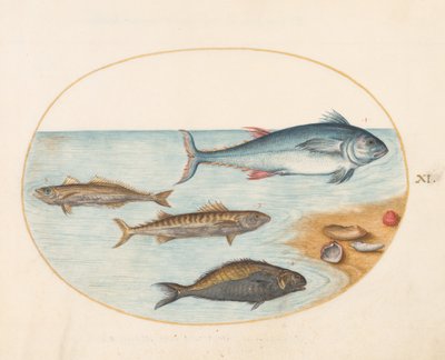 Tallerken 11: Fire fisk og skjell av Joris Hoefnagel