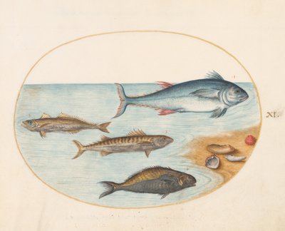 Tavle 11: Fire fisk og skjell av Joris Hoefnagel