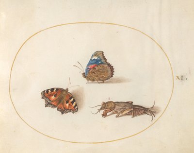 Plate 11: Små skilpaddeskall og røde admiralsommerfugler med en føflekkricket av Joris Hoefnagel