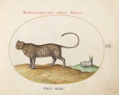 Plate 12: En gepard(?) og en villsau av Joris Hoefnagel