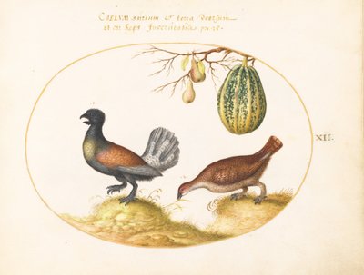  av Joris Hoefnagel