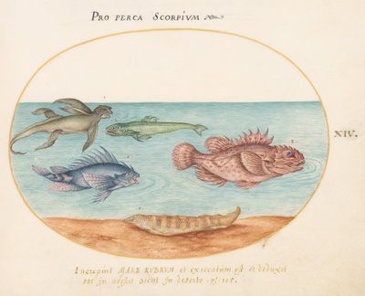 Plate 14: En "sjøape", to skorpionfisk og to andre fisker av Joris Hoefnagel