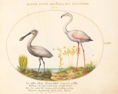 Tallerken 14: Spoonbill Crane and Flamingo av Joris Hoefnagel
