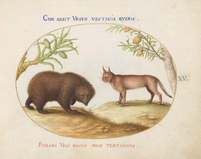 Plate 15: En bjørn og en gaupe(?) av Joris Hoefnagel