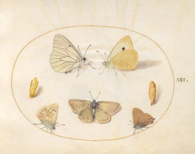 Tavle 16: svartåret hvitvinge, gullgulfly, svartstjertvinge (?), geraniumblåvinge (?) og vanlig blåvinge med to pupper av Joris Hoefnagel