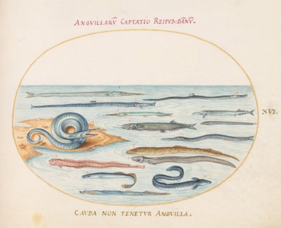 Plate 16: Ål, Pipefish og Needlefish av Joris Hoefnagel