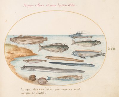 Tallerken 17: En torsk, gressfisk, ål og annen fisk av Joris Hoefnagel