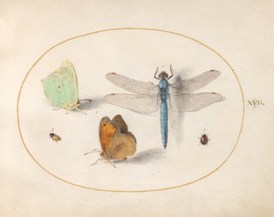Tavle 17: sitronsommerfugler og gressrandøyne (?), en blå mosaikkøyenstikker og to små insekter av Joris Hoefnagel