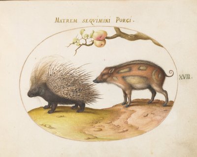 Plate 17: Crested Porcupine and Wild Pig   1223814   no       norwegian Successfully Translated  Original: Figure study for the Castle of the Maidens(?), from The Quest of the Holy Grail (a series of 15 paintings for the Boston Public Library, completed in av Joris Hoefnagel
