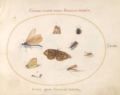 Plate 18: To sommerfugler og en møll med en øyenstikker, to maur og fire andre insekter av Joris Hoefnagel