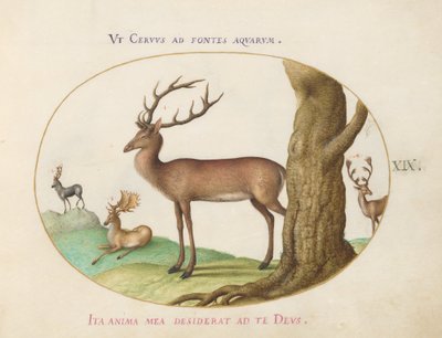 Plate 19: Fire typer hjort av Joris Hoefnagel