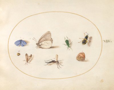 Plate 19: To sommerfugler med fem andre insekter av Joris Hoefnagel