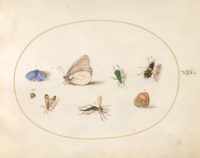 Tavle 19: to sommerfugler med fem andre insekter av Joris Hoefnagel