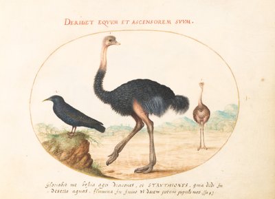 Plate 1: To strutser og en stær av Joris Hoefnagel