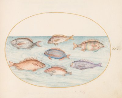 Tallerken 20: Brasmer, Dentex, Sargo og annen fisk av Joris Hoefnagel