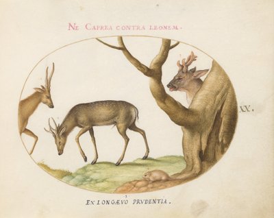 Plate 20: Three Types of Stags with a Dormouse(?)   1224028   no       norwegian Successfully Translated  Original: Verschillende zeedieren Translat: Verschillende zeedieren 1331511 no norwegian Successfully Translated Original: Presentatie van Christus in av Joris Hoefnagel