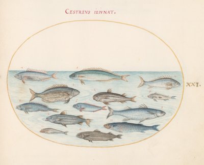 Plate 21: Torsk(?) og annen fisk av Joris Hoefnagel