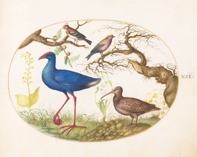  av Joris Hoefnagel