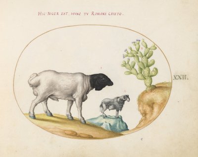 Plate 22: Blackhead persisk sau og en sau med en lang hale, med en kaktus av Joris Hoefnagel