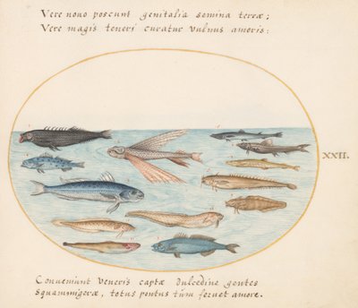 Tallerken 22: Multe, flyvefisk, ål og annen fisk av Joris Hoefnagel